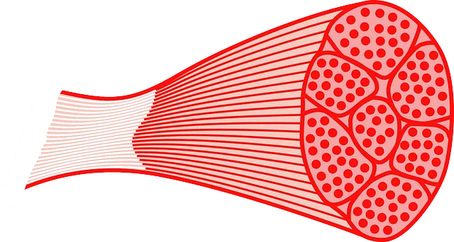 Muscle Tissue