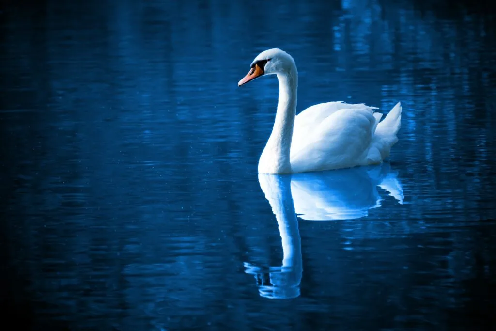 White swan swimming on deep blue water with reflection visible below